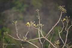 Eriolaena quinquelocularis